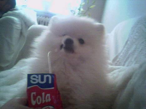 Pomeranian Pamuk billede 5