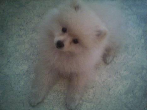 Pomeranian Pamuk billede 6