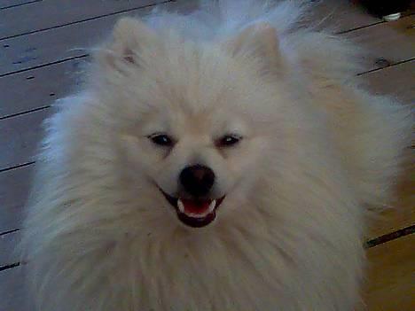 Pomeranian Pamuk billede 7