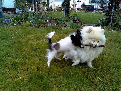 Pomeranian Pamuk billede 8