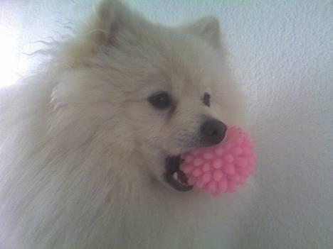 Pomeranian Pamuk billede 9