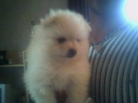 Pomeranian Pamuk billede 10