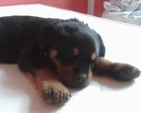Rottweiler Rocky billede 5
