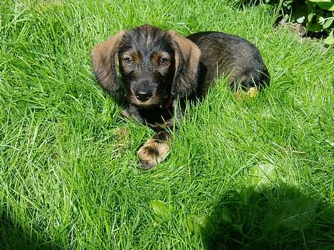 Gravhund Agda  billede 1