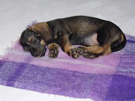 Gravhund Agda  billede 2