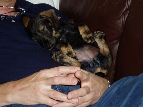 Gravhund Agda  billede 3