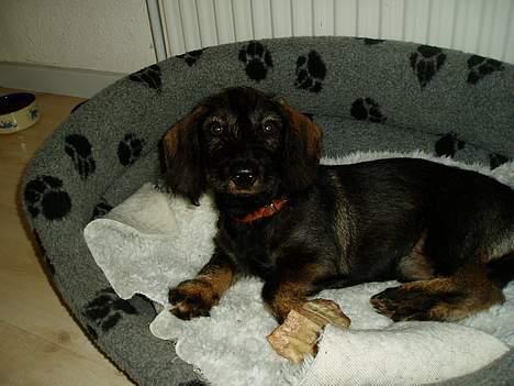 Gravhund Agda  billede 5