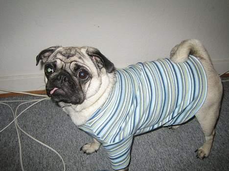 Mops Abby - Hvorfor skal jeg altid klædes ud?? billede 20