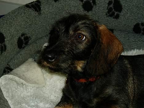 Gravhund Agda  billede 6