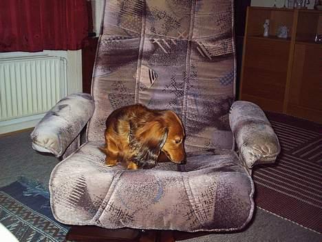 Dværggravhund Sille - jeg tror lige jeg ta`r en lur billede 6