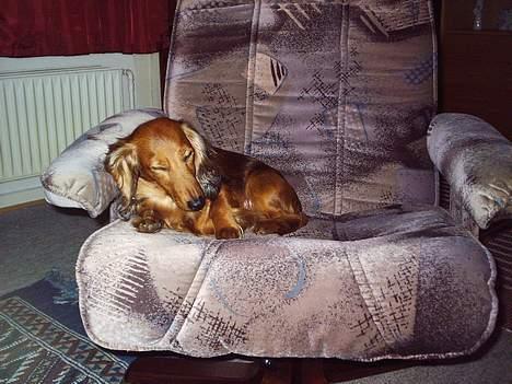 Dværggravhund Sille - Kan jeg snart få ro til at sove? billede 7