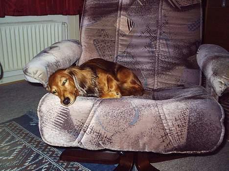 Dværggravhund Sille - Endelig fred ZzZzZzZz billede 8