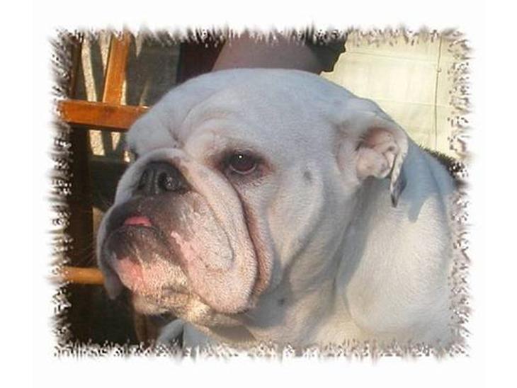 Engelsk bulldog Hertha. R.I.P 26-06-2012 - Snakker i om mig??? billede 1