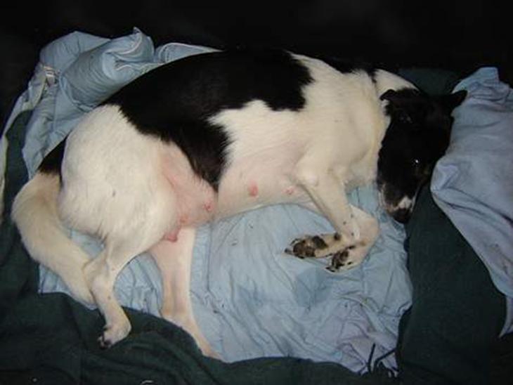 {{currentPhoto.altText}} billede {{currentPhoto.number}}