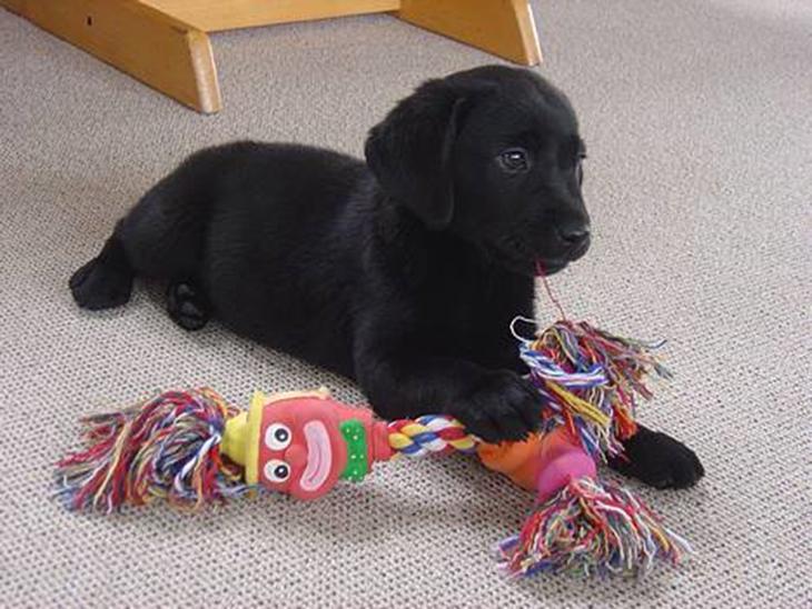 Labrador retriever Max - her er max som hvalp billede 1