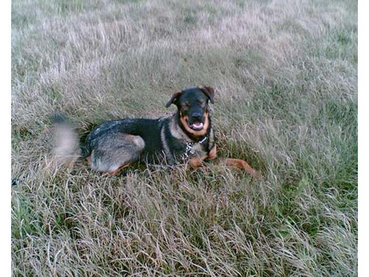 {{currentPhoto.altText}} billede {{currentPhoto.number}}