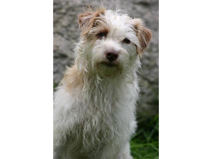 Blanding af racer Bella - Velkommen til min profil.. billede 1