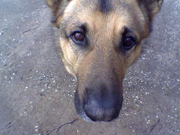 {{currentPhoto.altText}} billede {{currentPhoto.number}}