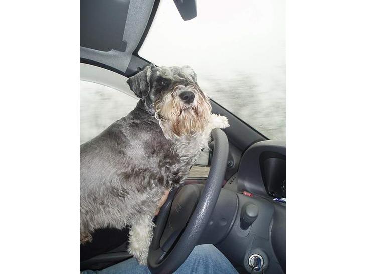 Dvaergschnauzer Cæsar ¤DØD¤ - Hjælper lige den gamle med at køre bilen... billede 1