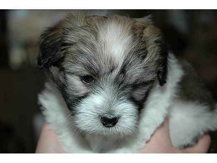 Coton de tulear Uniq Coton Sergent Pepper billede 1