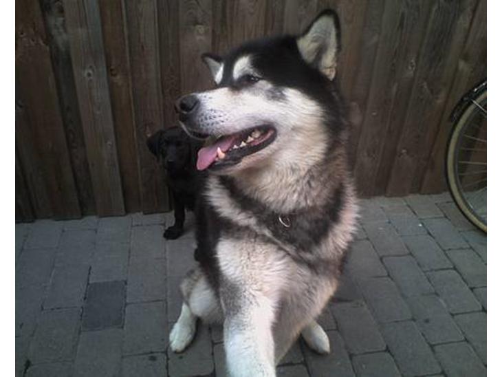 Alaskan malamute lucas billede 1