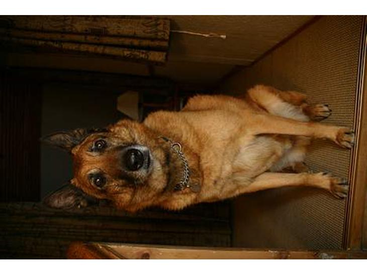 Belgisk hyrdehund Tyson(død) - Tyson sidder og hygger sig billede 1