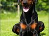 Dobermann *¤*Grace/Chica*¤* R.I.P. [ Himmelhund]