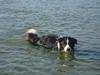 Border collie Hidden Farms Jason (Jimmi)