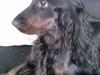 Cocker spaniel Mika (Himmel hund)