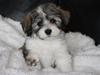 Bichon havanais Elvis