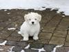 Bichon havanais Charlie