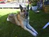 Schæferhund Rollo [ Himmelhund]