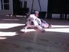 Boston terrier Su-Jin