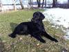 Flat coated retriever Zoey