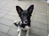 Border collie Viva