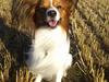 Papillon Gallinas Ninja (Liam) [Tidl. hund]
