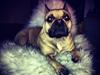 Fransk bulldog Celina Heavenly Misha