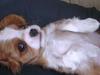 Cavalier king charles spaniel Luca (Timon's Fabulous Wolverine)