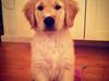 Blanding af racer Golden Retriver/Cocker Spaniel Manfred(Manse)