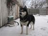 Alaskan malamute Coda
