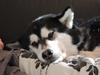 Alaskan malamute Angel