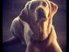 Labrador retriever Fie
