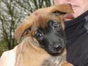 Malinois Jenos' Ozzy