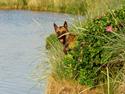 Malinois Blacknecks' A' Ôs