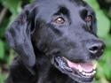 Labrador retriever * R.I.P.* Amy