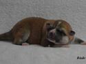 Akita inu (miko) Bancho of kishi ken