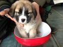 Blanding af racer Bailey (Himmelhund)