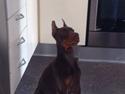 Dobermann Casa di fera Beatrisse