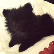 Pomeranian Coco