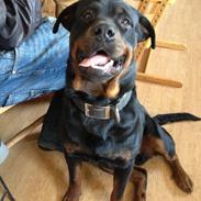 Rottweiler Kovo